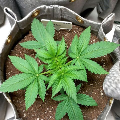 MAC growlog timeline photo