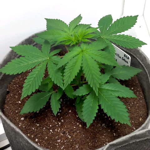 Gorilla Glue growlog photo: Looking good, growing the fastest. Shows slight marking on leaves. Will keep an eye for now. 
