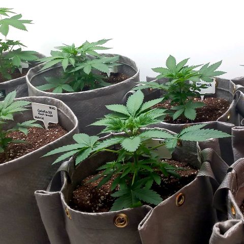Trainwreck growlog photo: Ladies looking 👌 