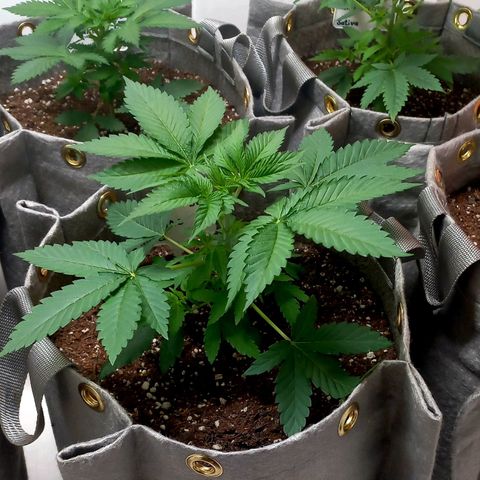 Trainwreck growlog photo: Ladies looking 👌 