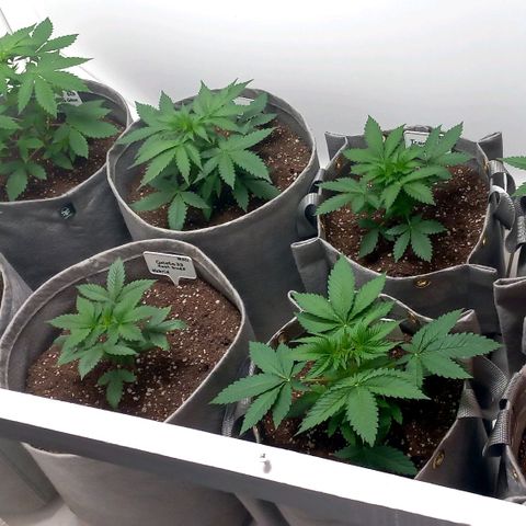 Trainwreck growlog photo: Ladies looking 👌 
