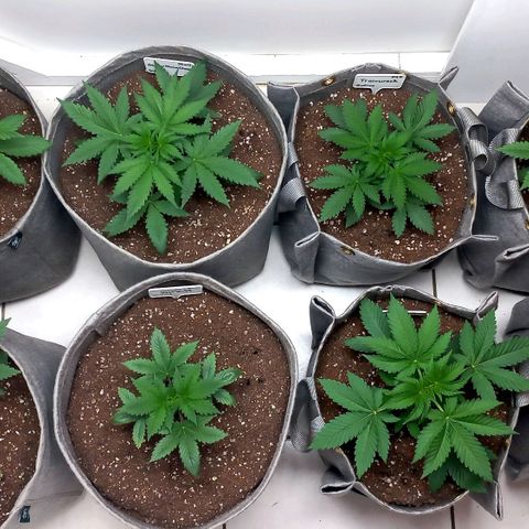 Trainwreck growlog photo: Ladies looking 👌 
