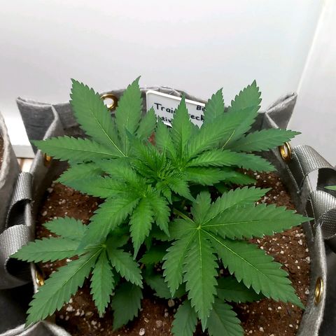Trainwreck growlog photo: All good, water at 60%. 