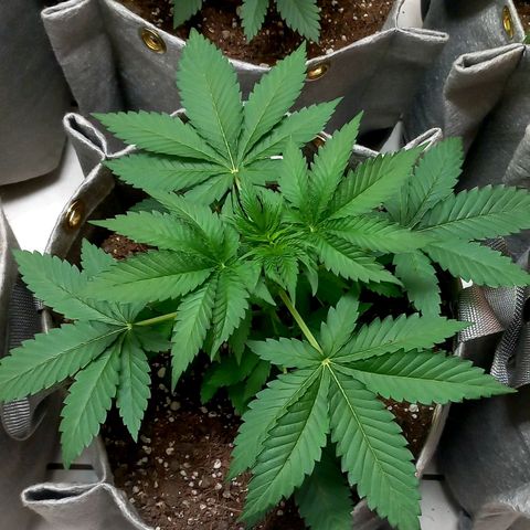 MAC growlog photo: Looking beautiful and green,  water 60%.