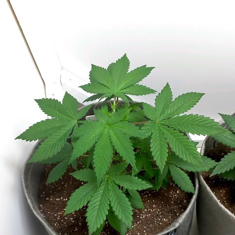 Gorilla Glue growlog photo: Topped, way bigger than the rest. 