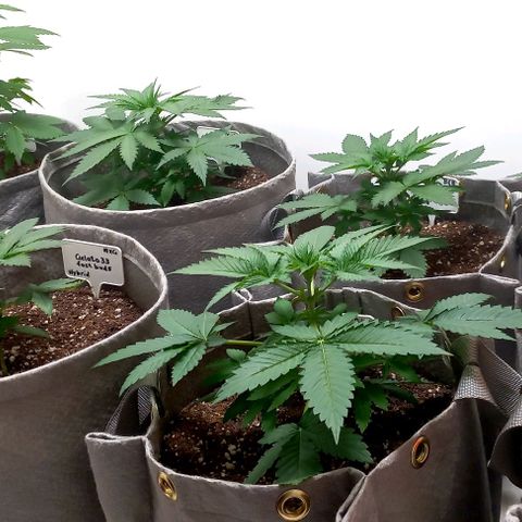 Trainwreck growlog timeline photo