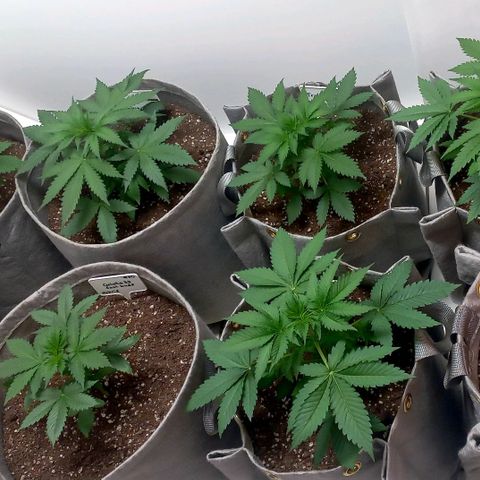 Trainwreck growlog timeline photo