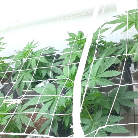 Trainwreck growlog photo: Started SCROG.