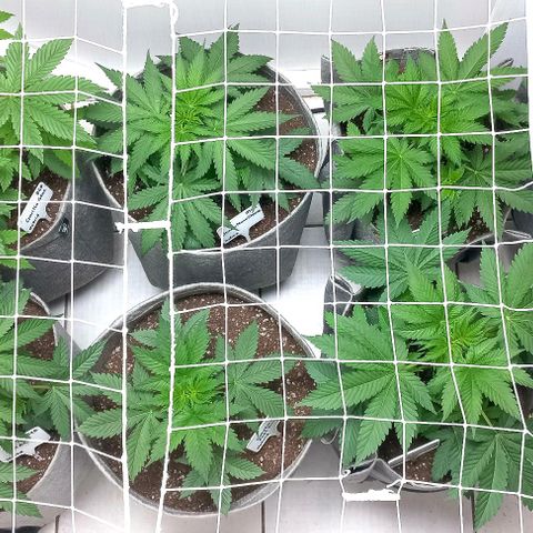 Trainwreck growlog photo: Started SCROG.