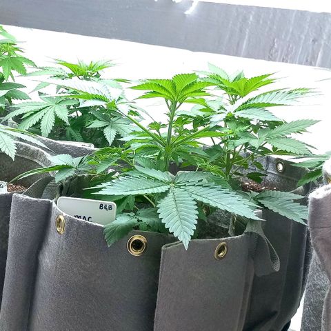 Trainwreck growlog photo: Started SCROG.