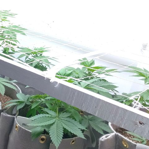 Trainwreck growlog photo: Started SCROG.