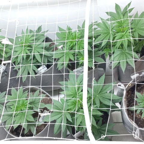 Trainwreck growlog photo: Topped rest of the ladies.