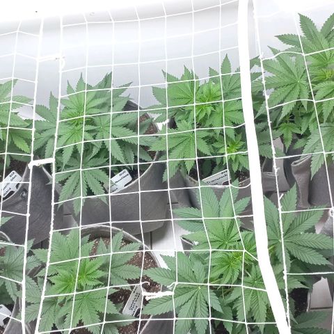Trainwreck growlog photo: Topped rest of the ladies.