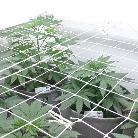 Trainwreck growlog photo: Topped rest of the ladies.