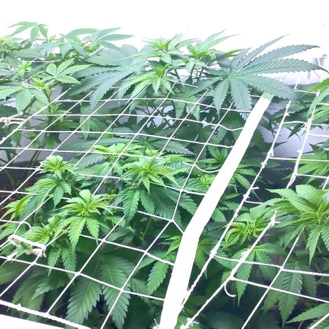 Trainwreck growlog photo: Looking better after watering 😋 
