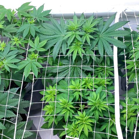 Trainwreck growlog photo: Looking better after watering 😋 