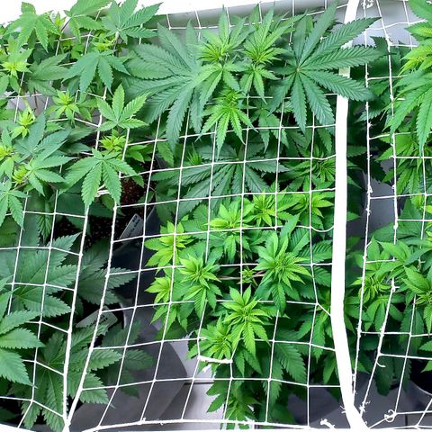Trainwreck growlog photo: Looking better after watering 😋 