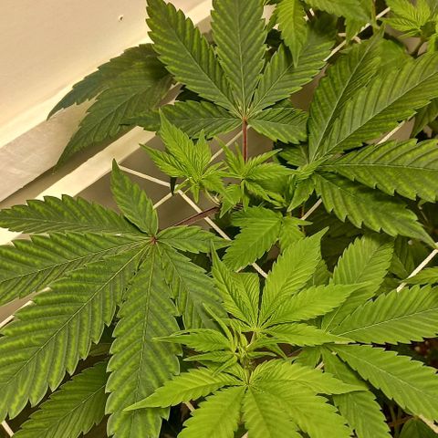 Gorilla Glue growlog photo: Picking up signs of what looks like Magnesium deficiency on the GG older leaves.
