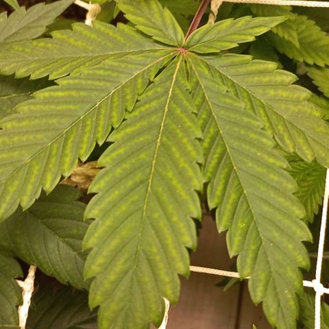 Gorilla Glue growlog photo: Picking up signs of what looks like Magnesium deficiency on the GG older leaves.