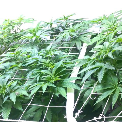 Trainwreck growlog photo: SCROG filling up nicely 👌 
