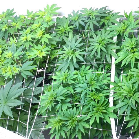 Trainwreck growlog photo: SCROG filling up nicely 👌 