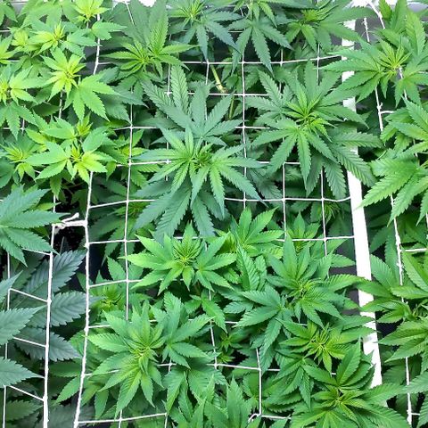 Trainwreck growlog photo: SCROG filling up nicely 👌 