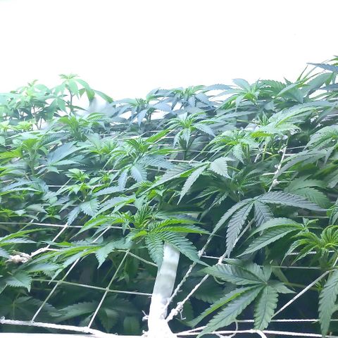 Trainwreck growlog timeline photo