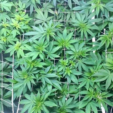 Trainwreck growlog timeline photo