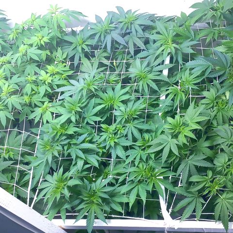 Trainwreck growlog timeline photo