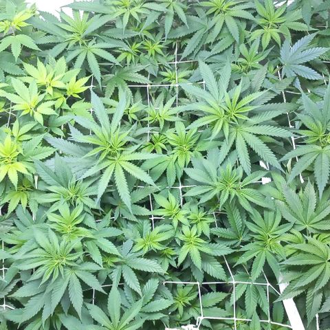 Trainwreck growlog photo: Nutrients seem to be doing their job. Plants looking healthy. 
