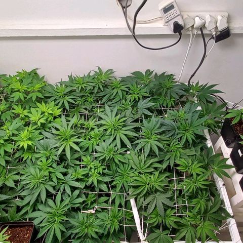 Trainwreck growlog photo: Nutrients seem to be doing their job. Plants looking healthy. 