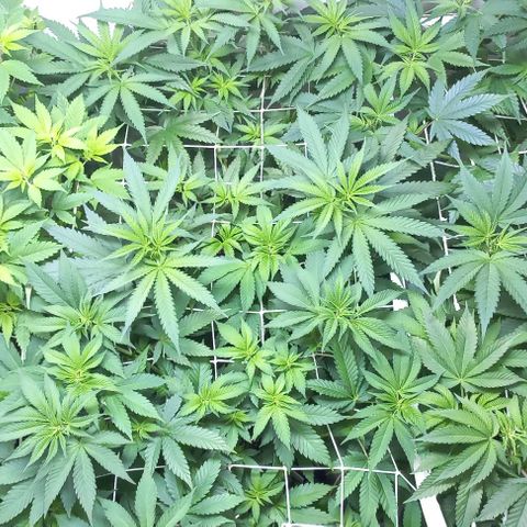 Trainwreck growlog photo: Nutrients seem to be doing their job. Plants looking healthy. 