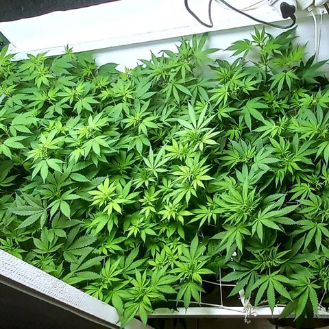Trainwreck growlog photo: Ladies looking great. 👌 