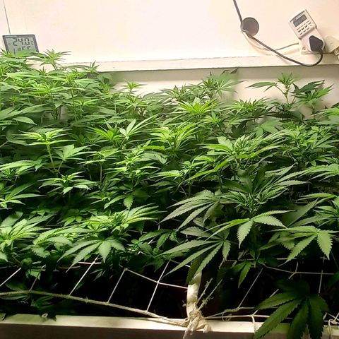 Trainwreck growlog photo: Ladies looking great. 👌 