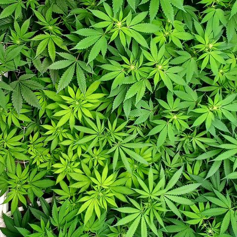 Trainwreck growlog timeline photo
