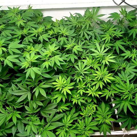 Trainwreck growlog photo: Ladies looking great. 👌 