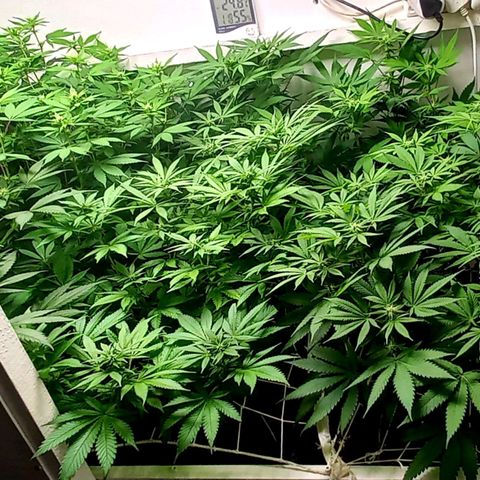 Trainwreck growlog photo: Buds still small, going into week 3. 