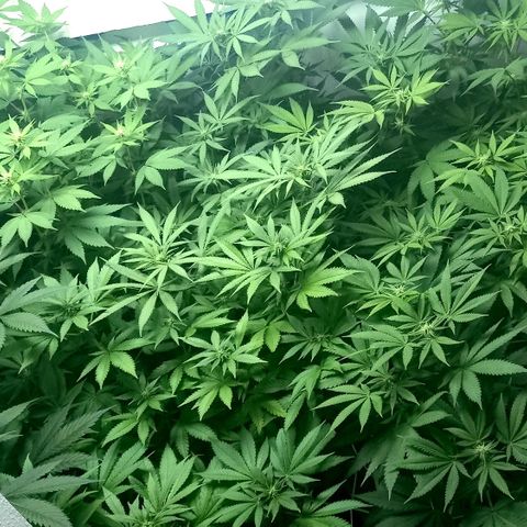 Trainwreck growlog photo: Buds still small, going into week 3. 
