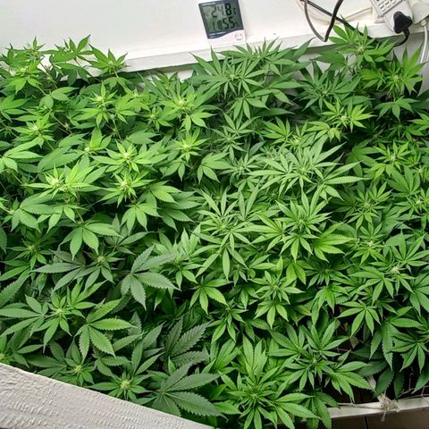 Trainwreck growlog photo: Buds still small, going into week 3. 