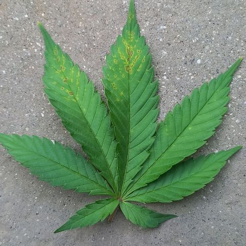 Trainwreck growlog photo: Picked up Calcium deficiency, gave Calmag.