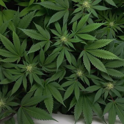 Gorilla Glue growlog timeline photo