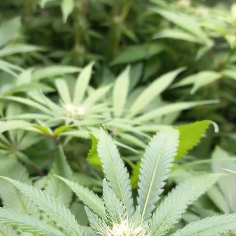 Gorilla Glue growlog timeline photo