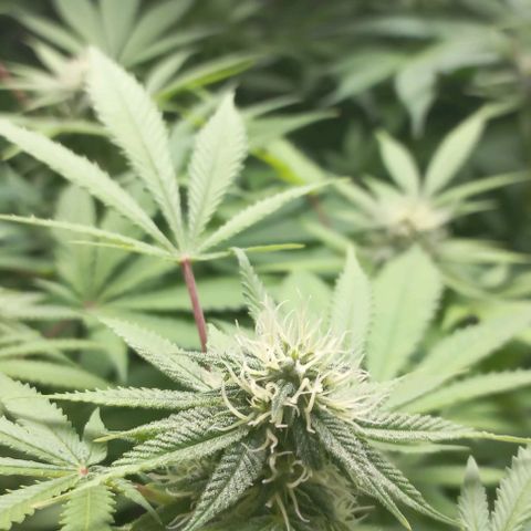 Trainwreck growlog timeline photo