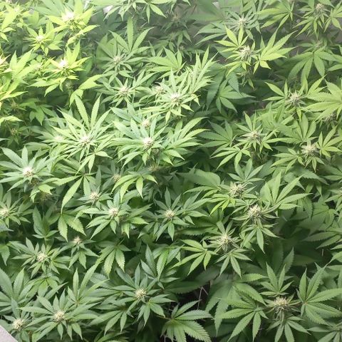Trainwreck growlog timeline photo