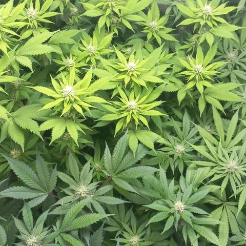 Trainwreck growlog timeline photo