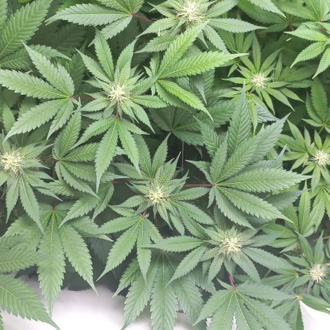 Trainwreck growlog timeline photo