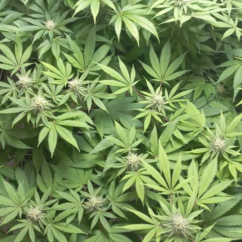 Trainwreck growlog timeline photo