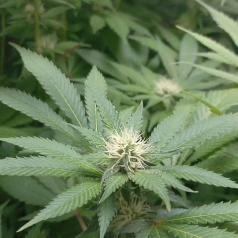 Trainwreck growlog timeline photo