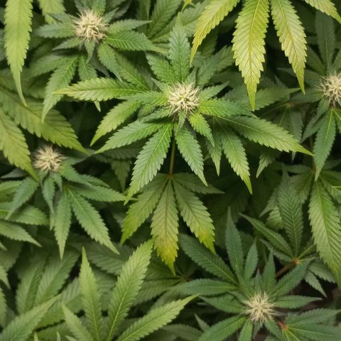 Trainwreck growlog photo: Looks like rust spots. Treated with Calmag. 
