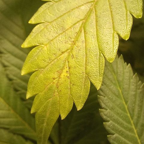 Trainwreck growlog photo: Looks like rust spots. Treated with Calmag. 